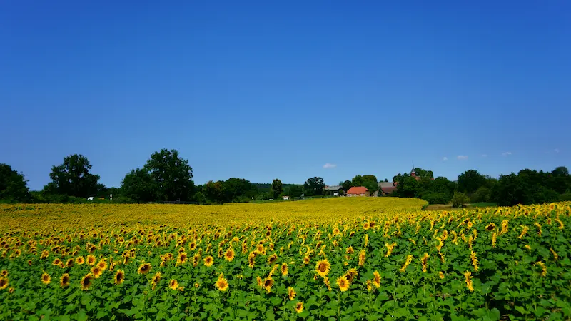 header-02_touristik-center_sommerurlaub_seenplatte Ein Sonnenblumenfeld in Mecklenburg-Vorpommern